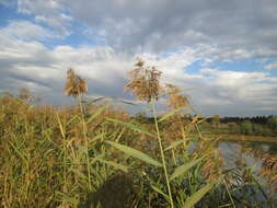 Image of common reed