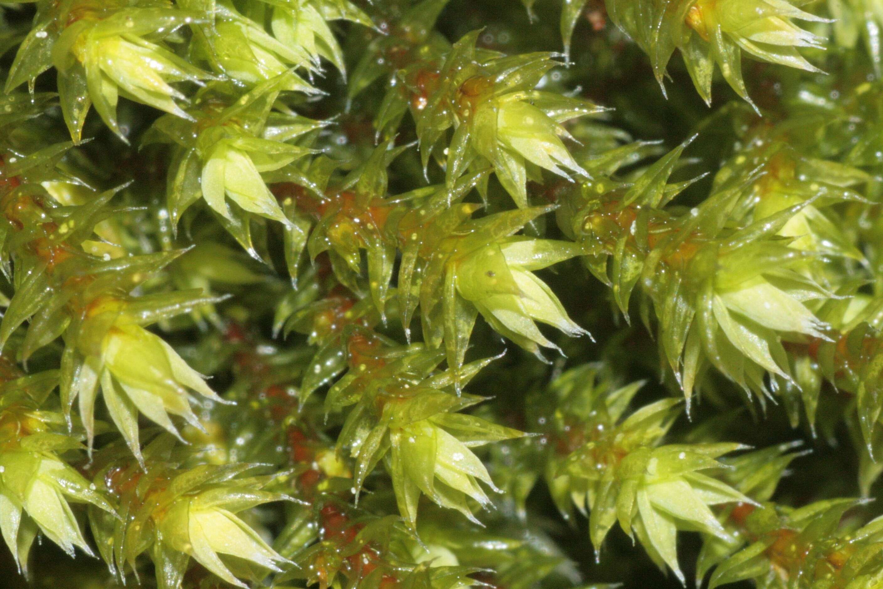 Image of Ciliate Hedwigia Moss