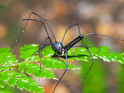 Image of Pantopsalis listeri