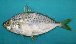 Image of Berber ponyfish