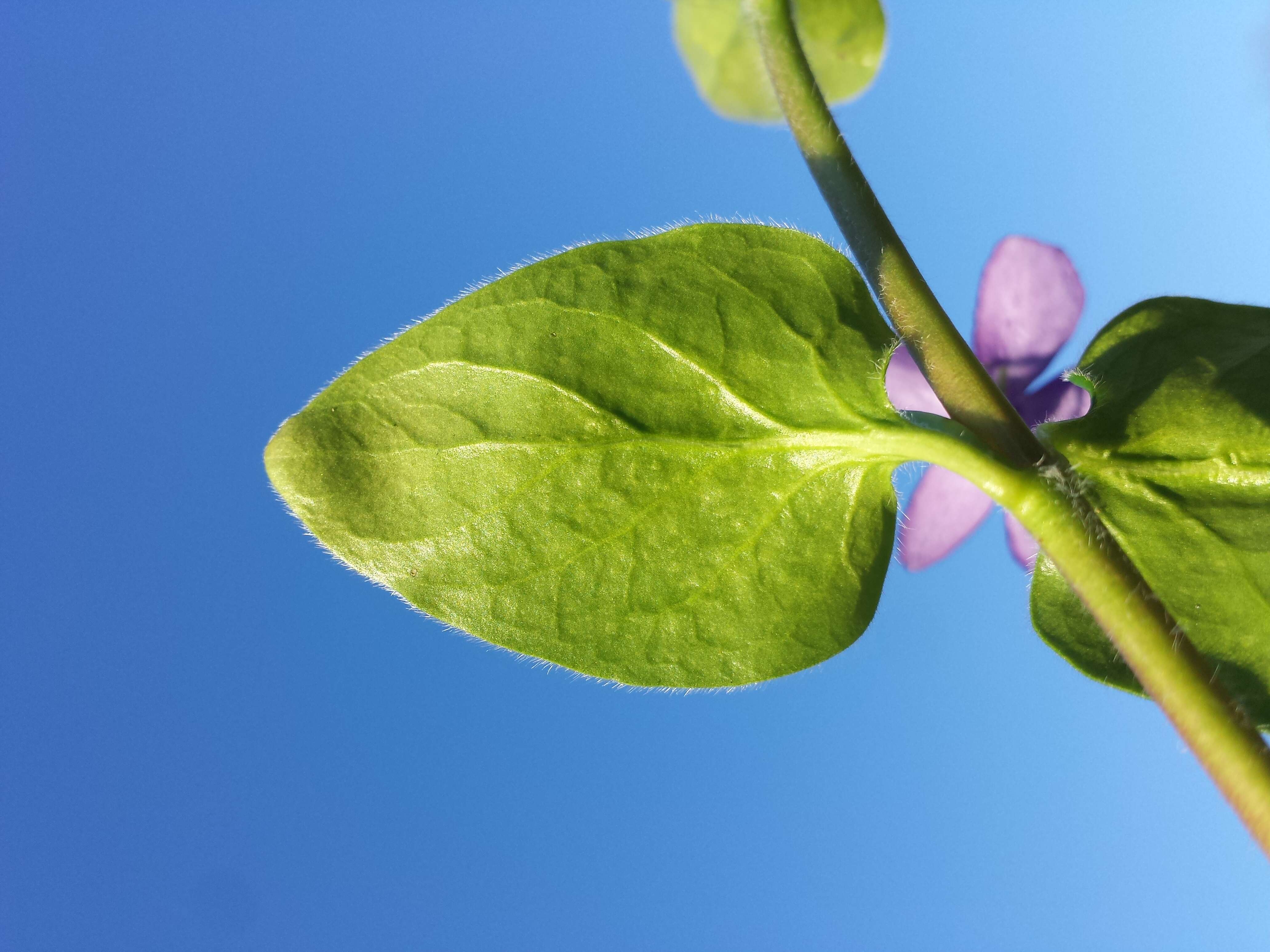 Image of Greater Periwinkle