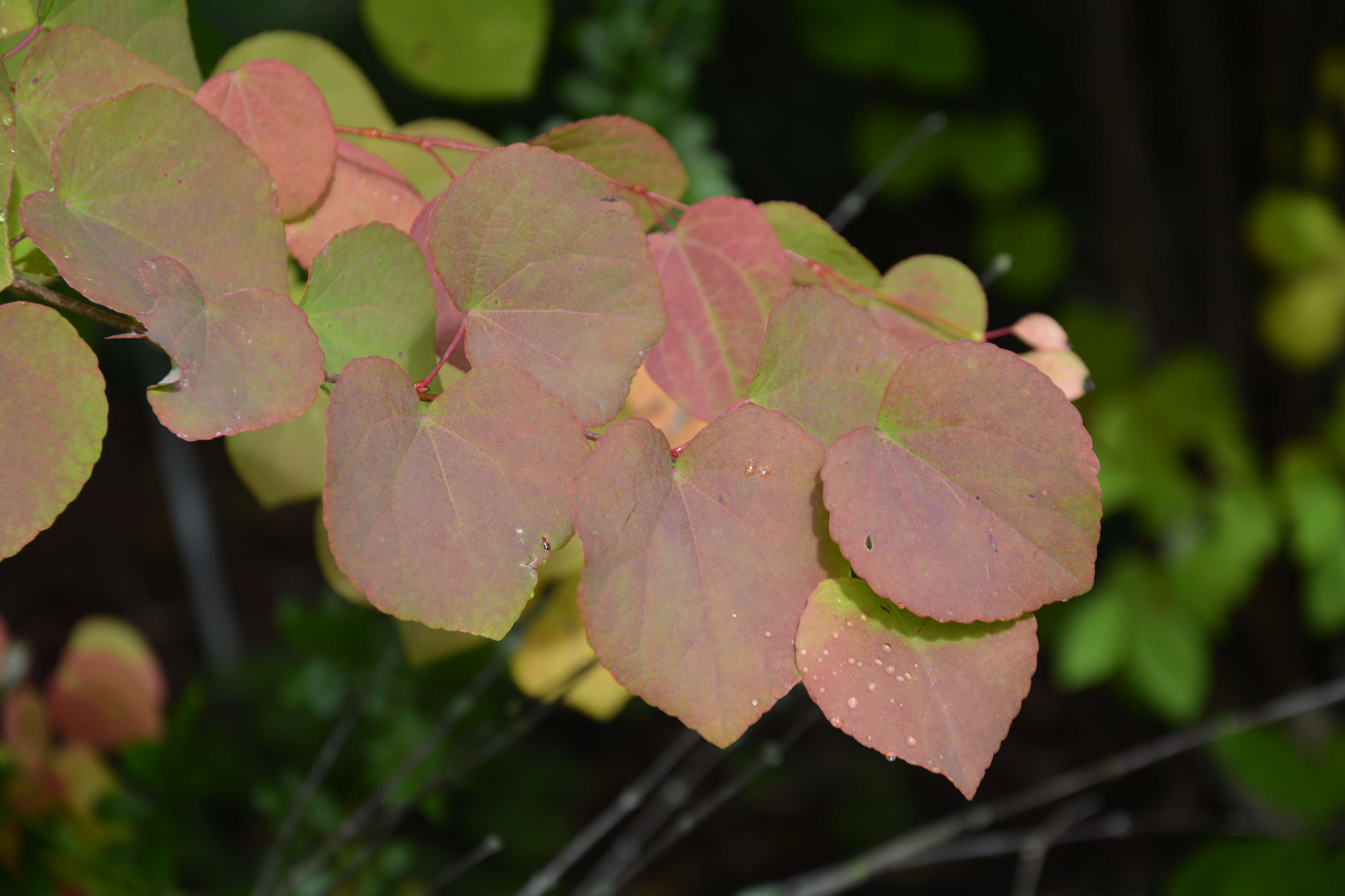 Image of katsura tree family