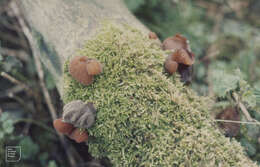 Image of ear fungus