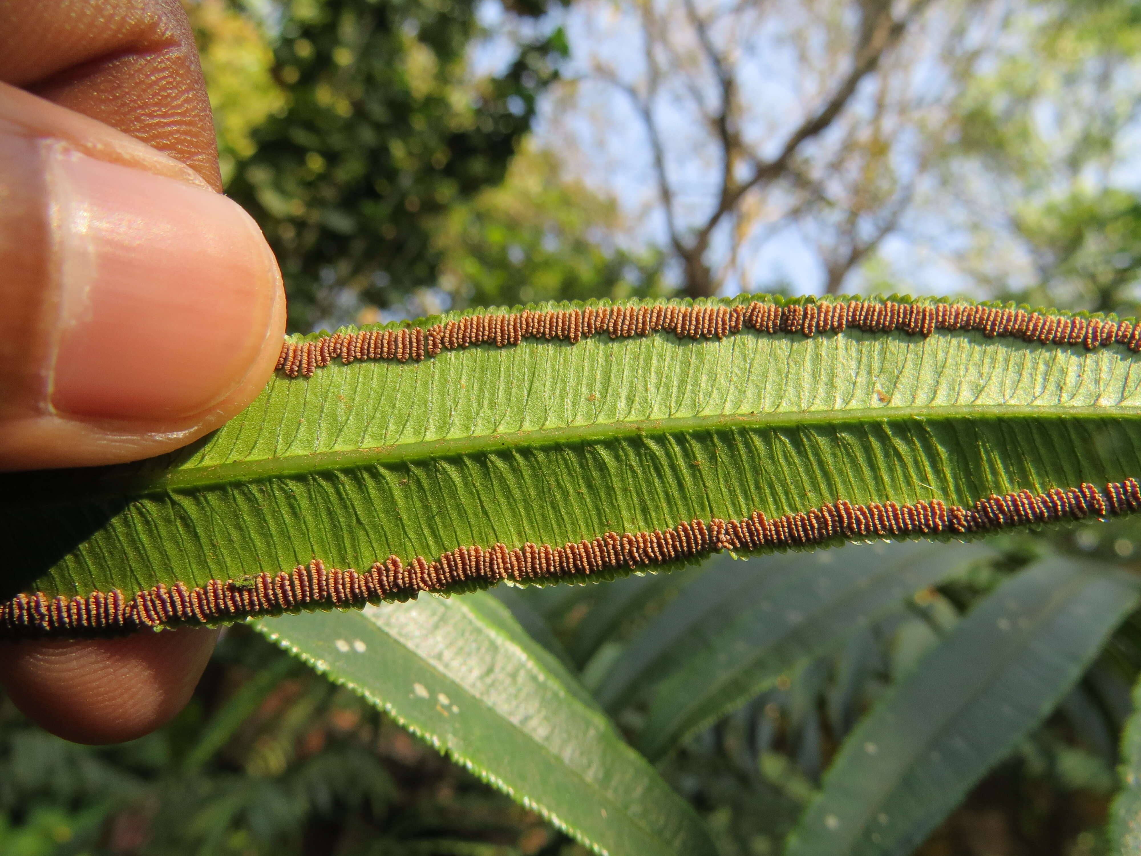 Image of angiopteris fern