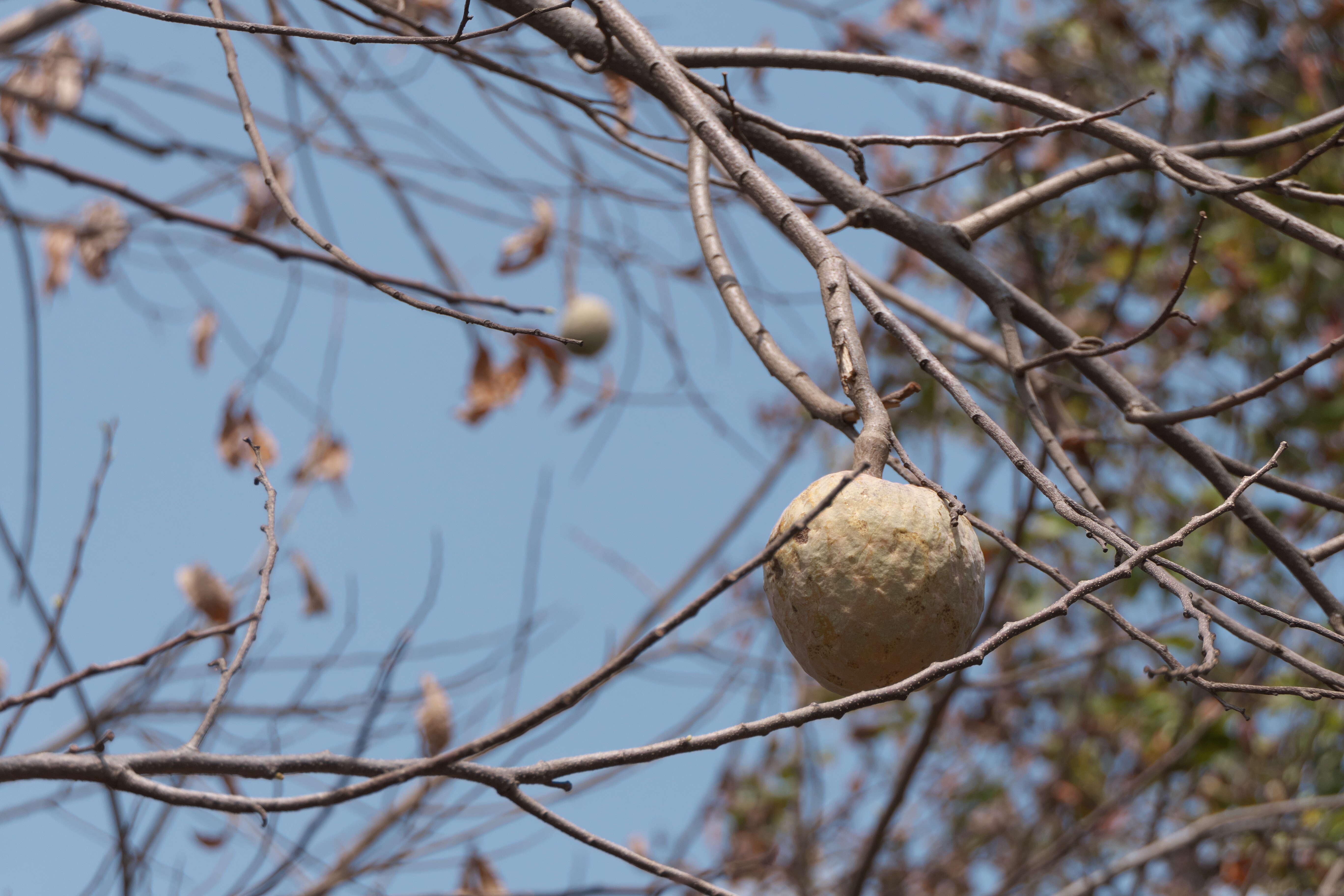 Imagem de Annona reticulata L.