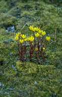 Image of sulphur buttercup