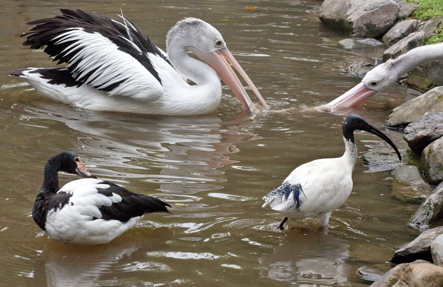 Image of magpie-goose