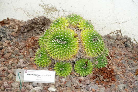 Image of Mammillaria magnimamma Haw.