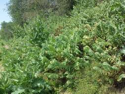 Image of black henbane