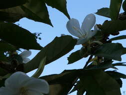 Image de Pterospermum suberifolium (L.) Lam.