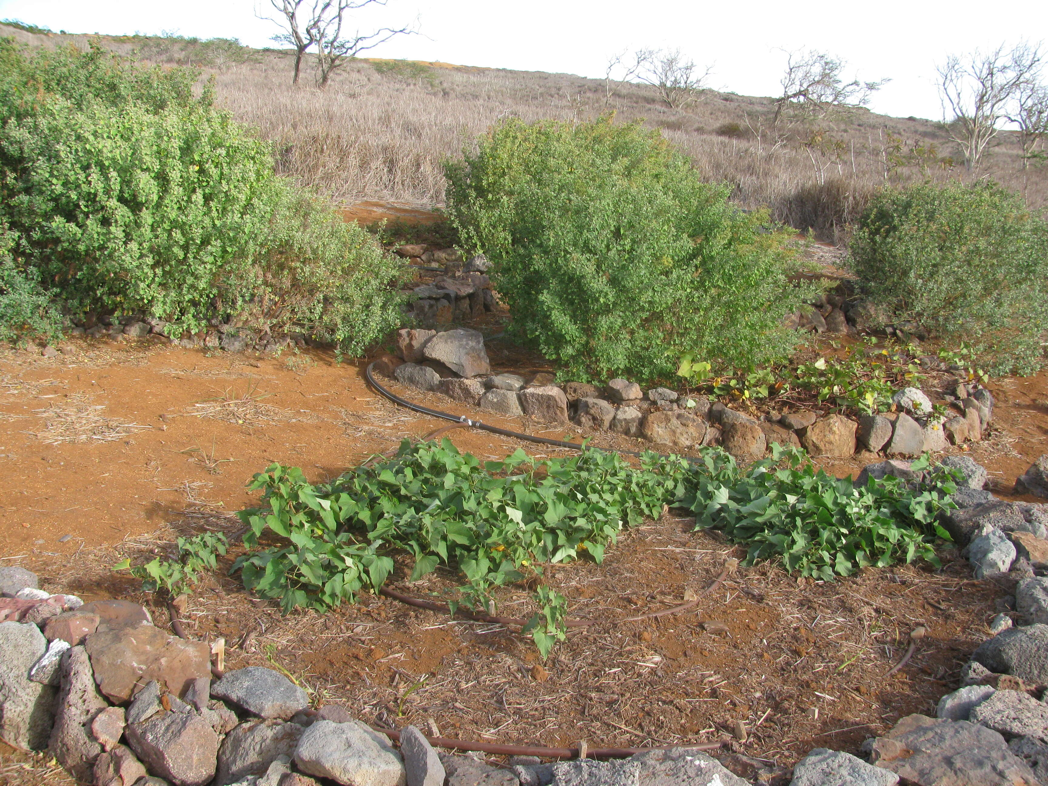 Image of sweet potato