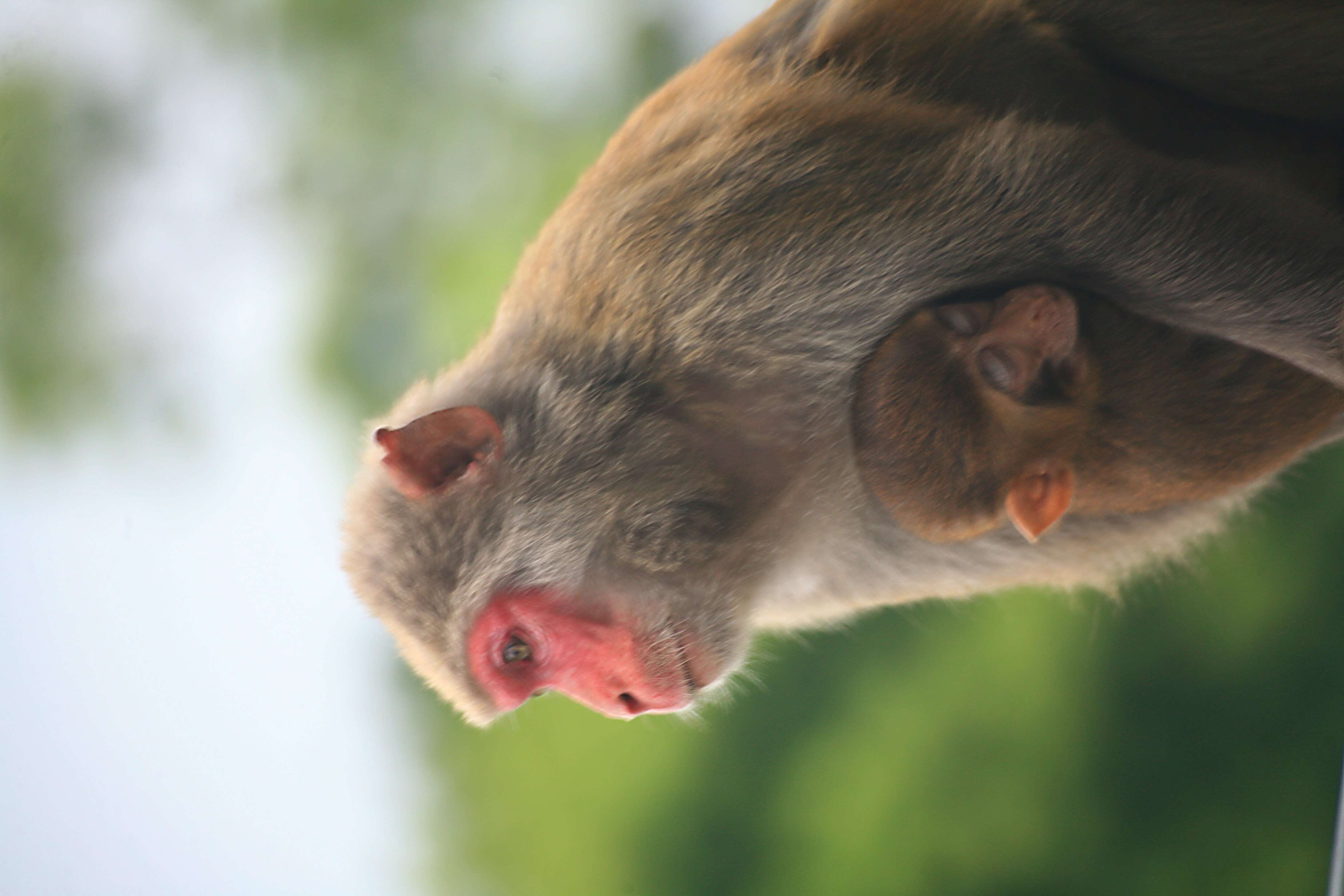 Image of Rhesus Monkey