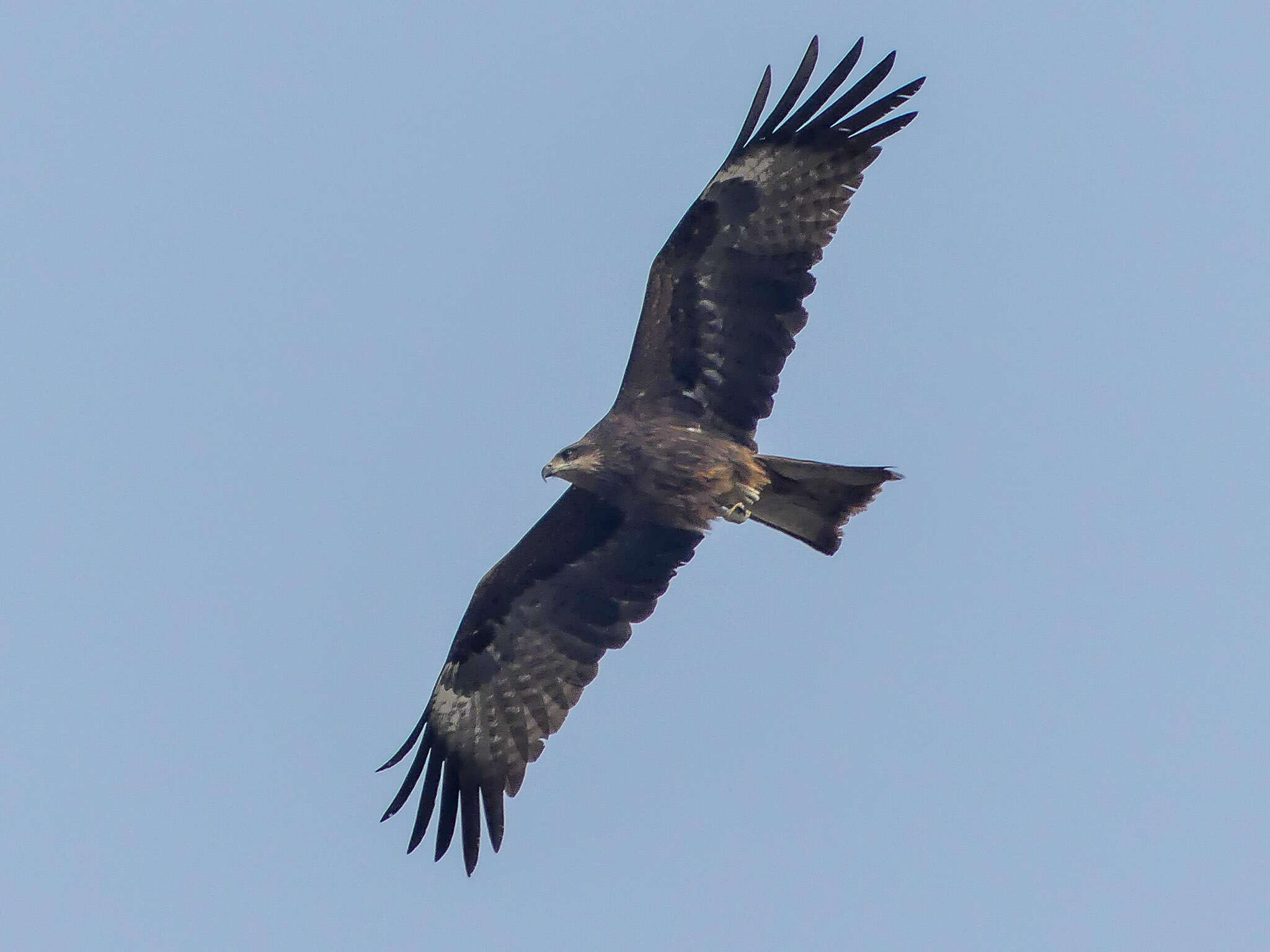 Image of Black Kite