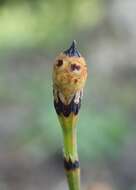 Image of variegated horsetail