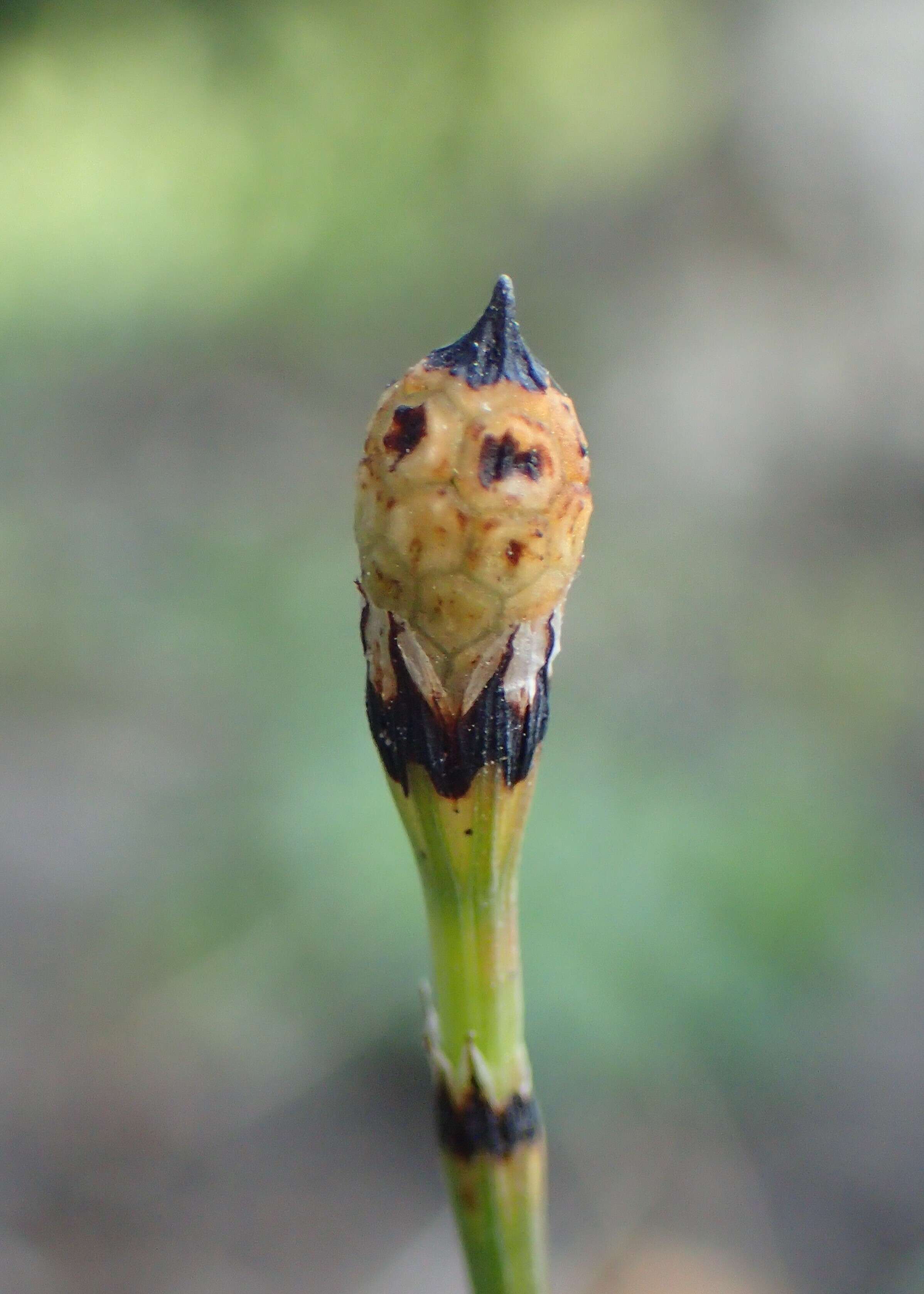 Image of variegated horsetail