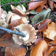 Image of Collared Earthstar