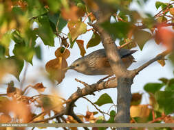 Image of Chestnut-tailed Starling