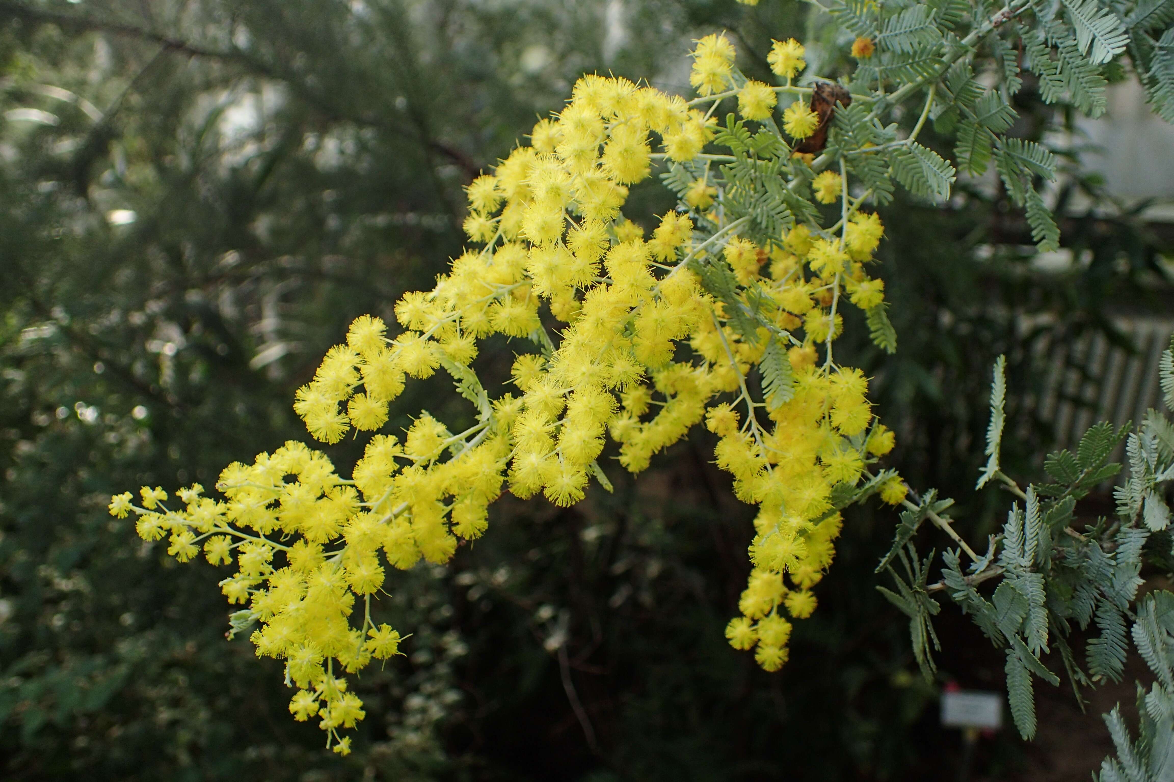 Image of cootamundra wattle