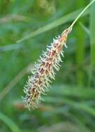 Image of glaucous sedge