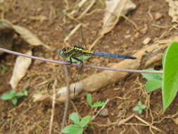 Image of Orthetrum luzonicum (Brauer 1868)