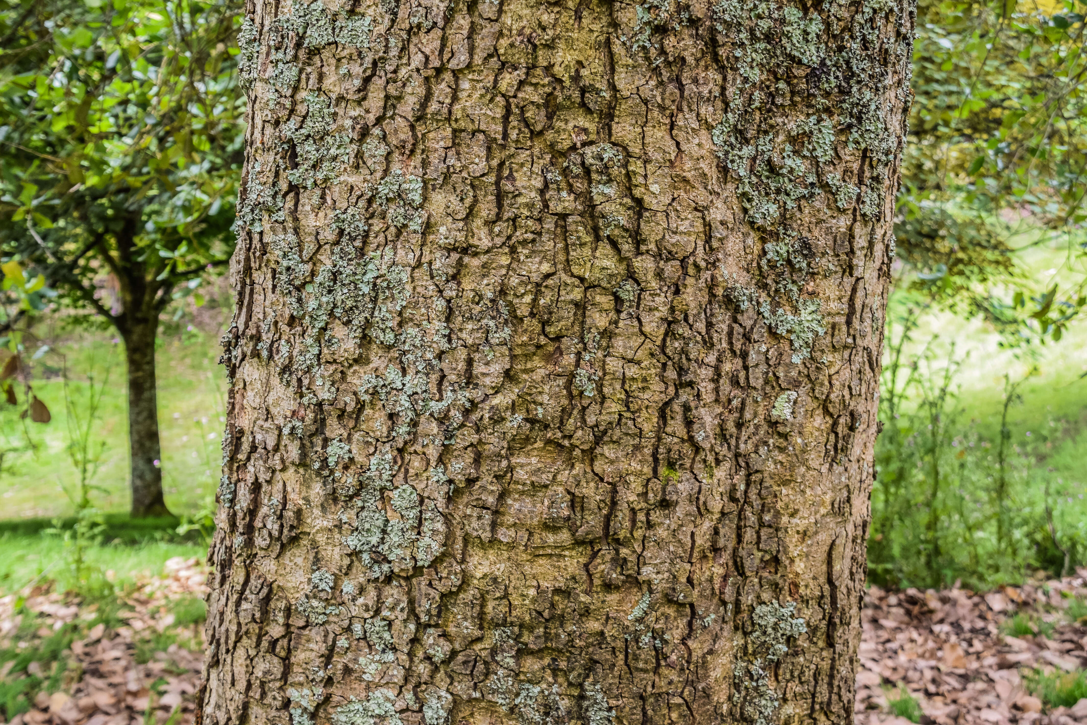 Image of netleaf oak