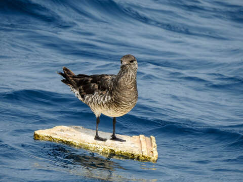 Image of Pomarine Jaeger