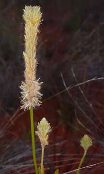 Image of Ptilotus polystachyus (Gaudich.) F. Müll.