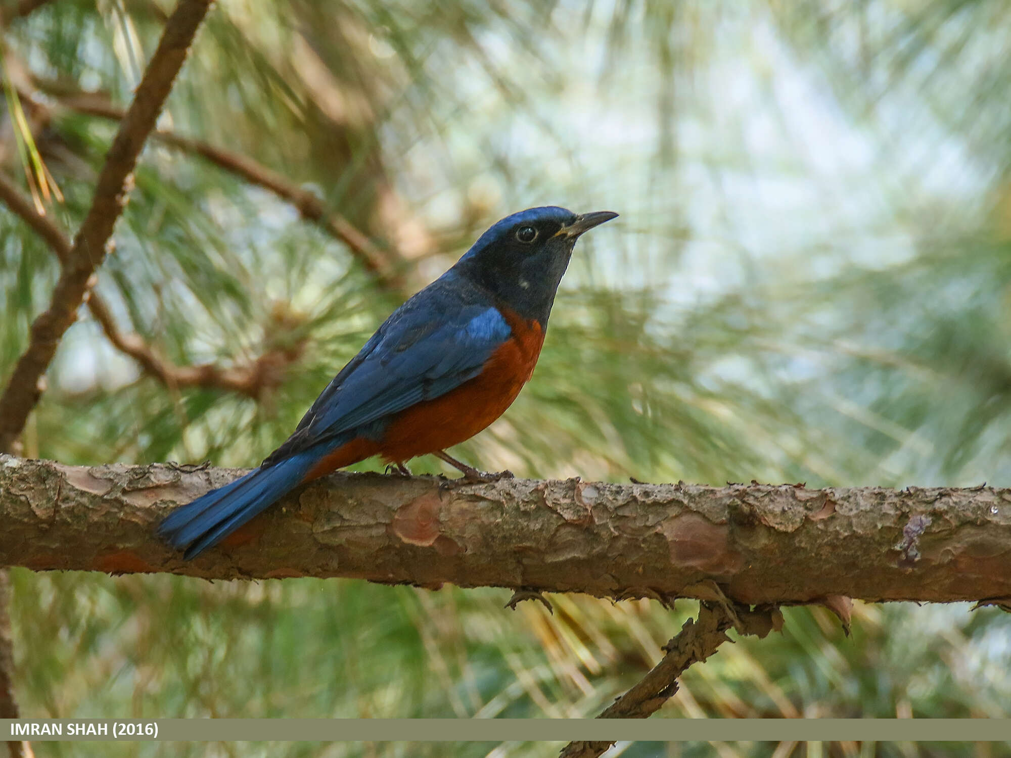 Image of Chestnut-bellied Rock Thrush