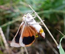 Image of broad-bordered yellow underwing