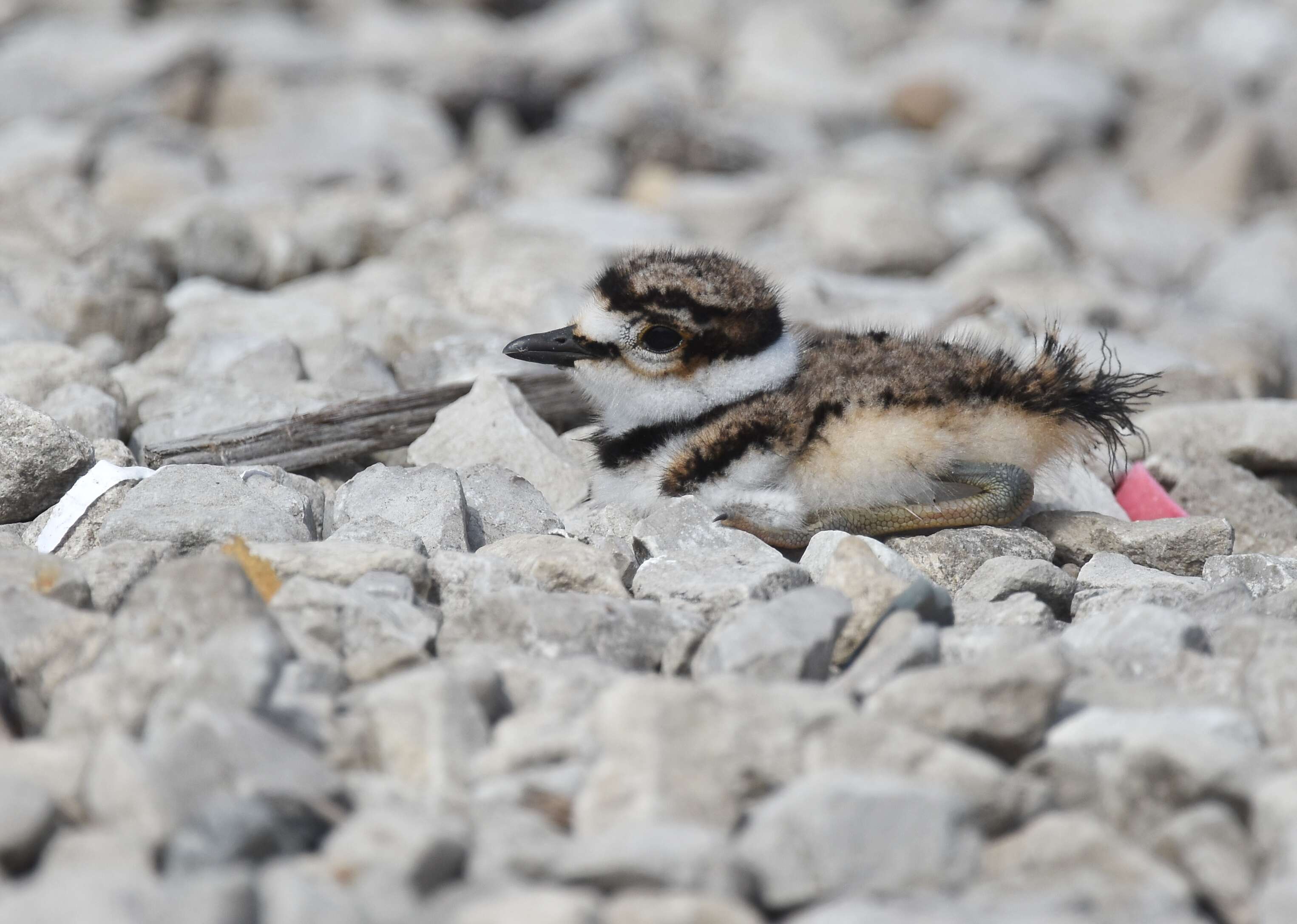 Image of Killdeer