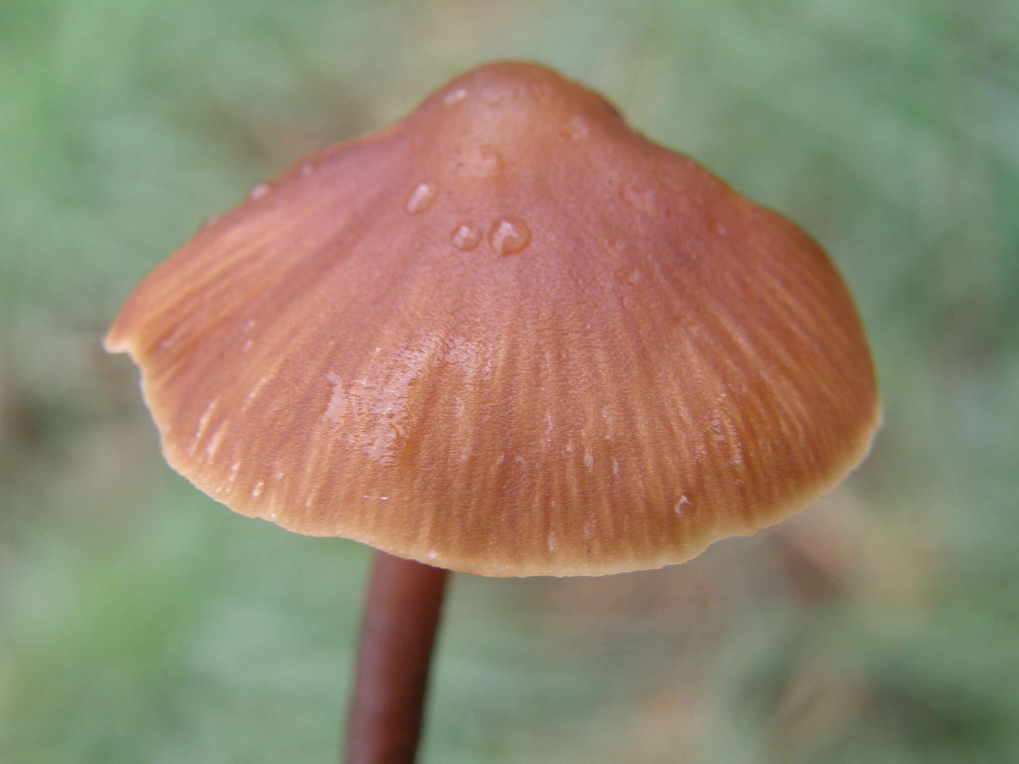 Image of Macrocystidia cucumis (Pers.) Joss. 1934