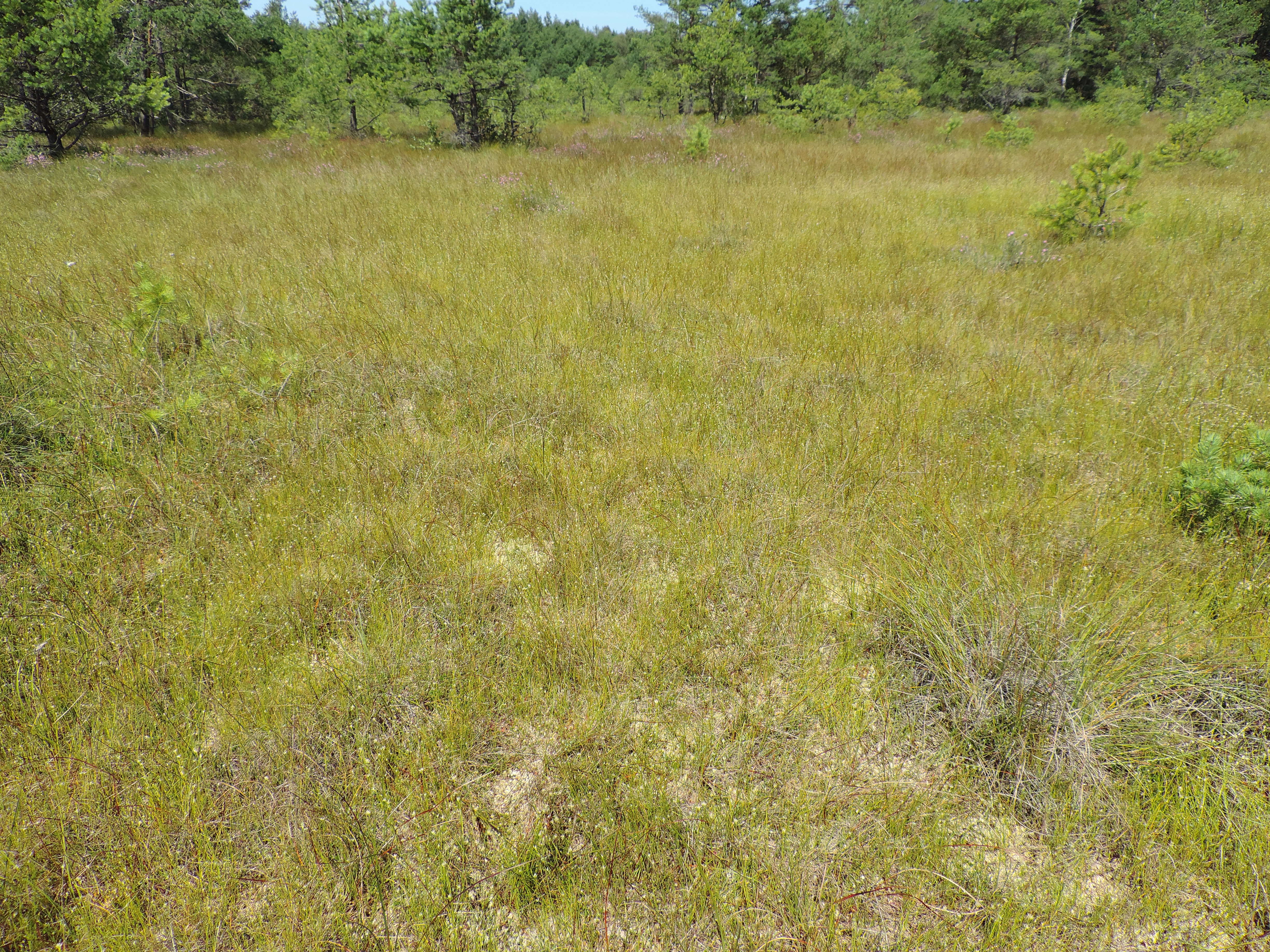 Plancia ëd Rhynchospora alba (L.) Vahl