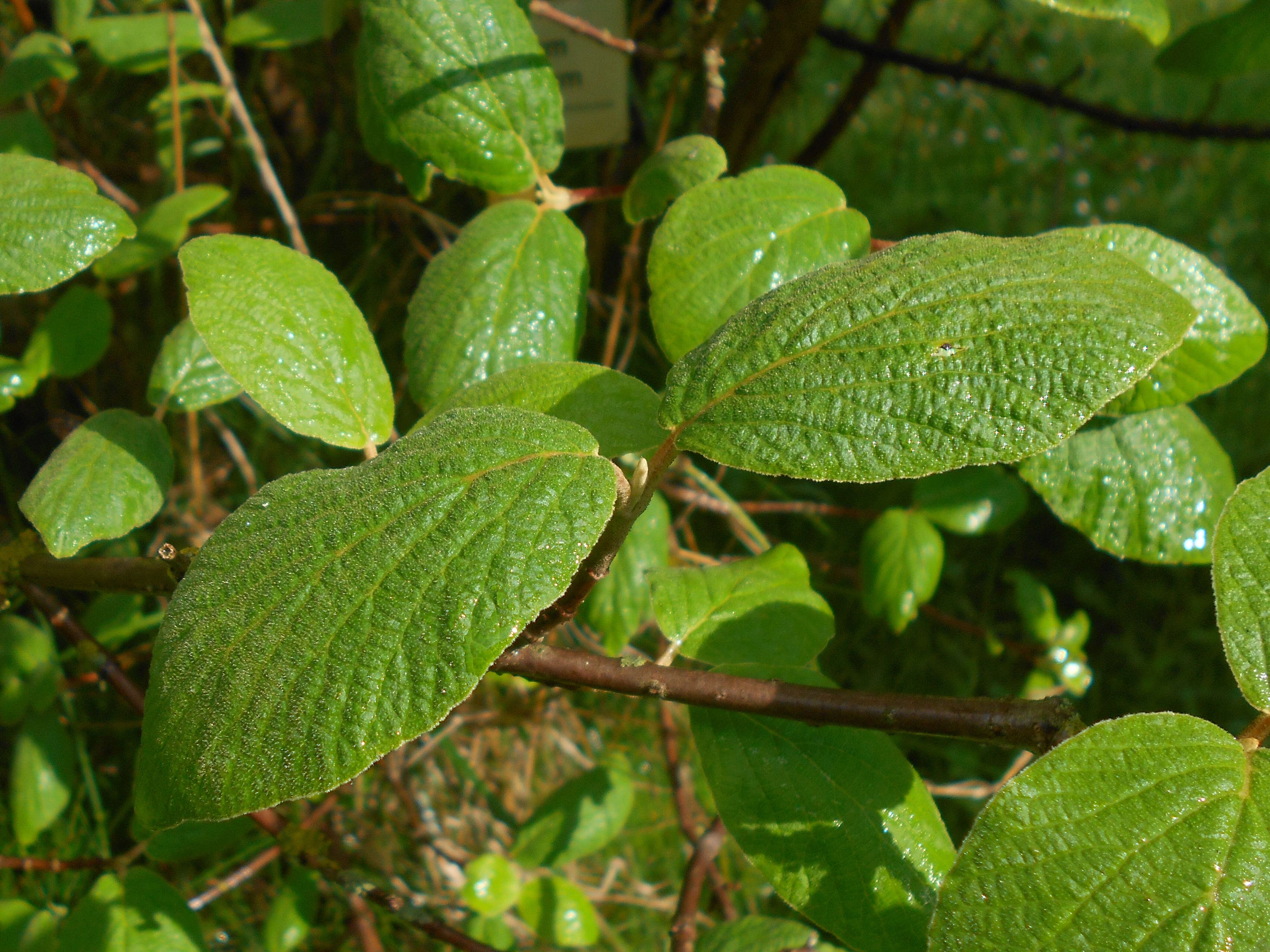 Image of Viburnum cotinifolium D. Don