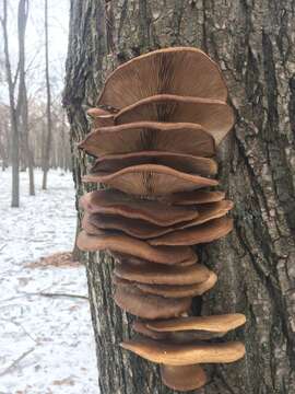 Image of Pleurotus ostreatus (Jacq.) P. Kumm. 1871