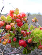 Image de Vaccinium reticulatum Sm.