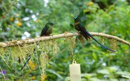 Image of Violet-tailed Sylph