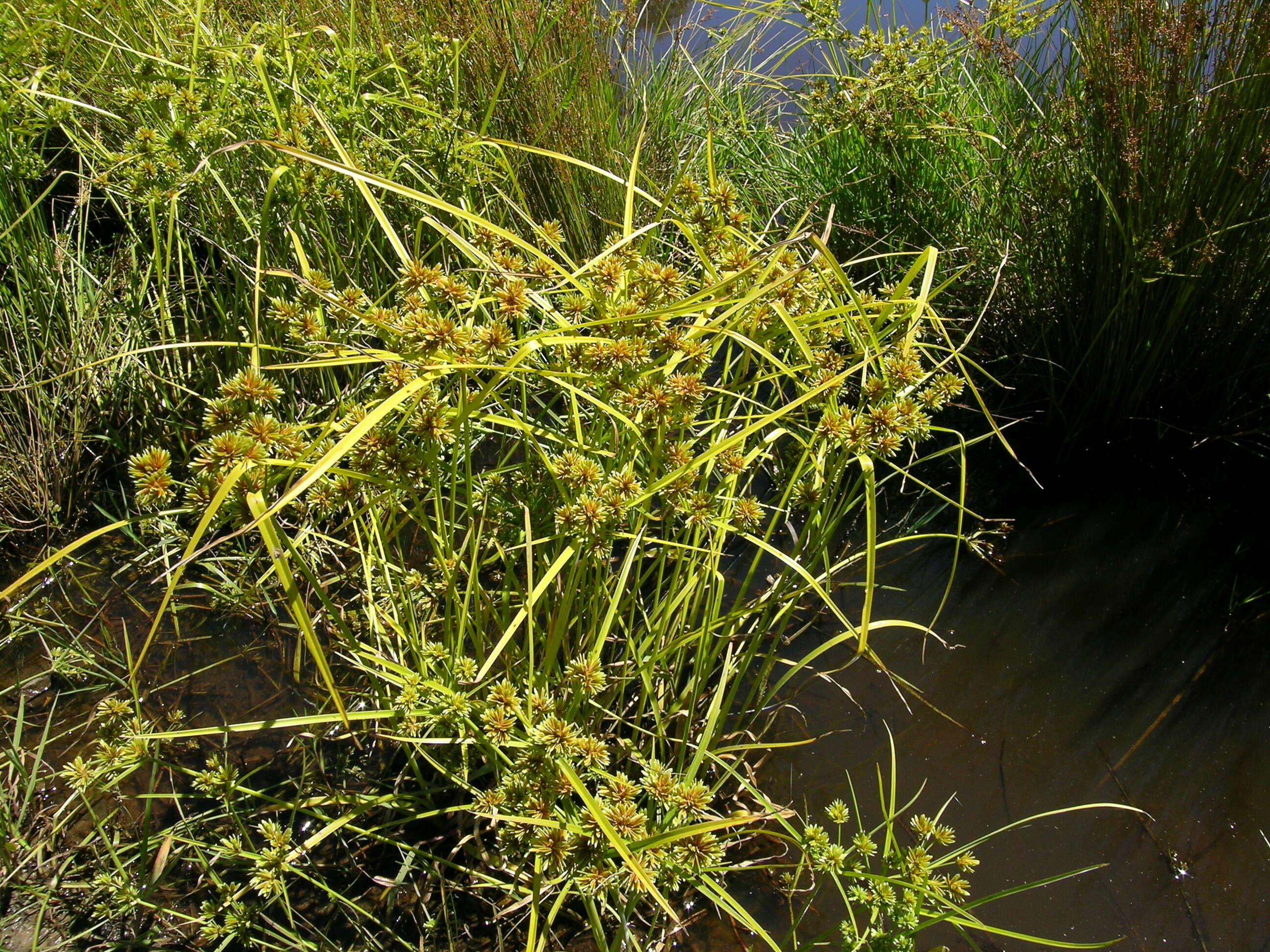 Image of Tall flatsedge