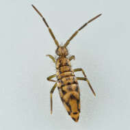 Image of Entomobrya