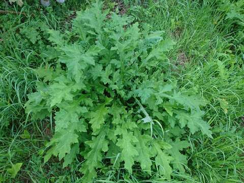 Image of tall globethistle