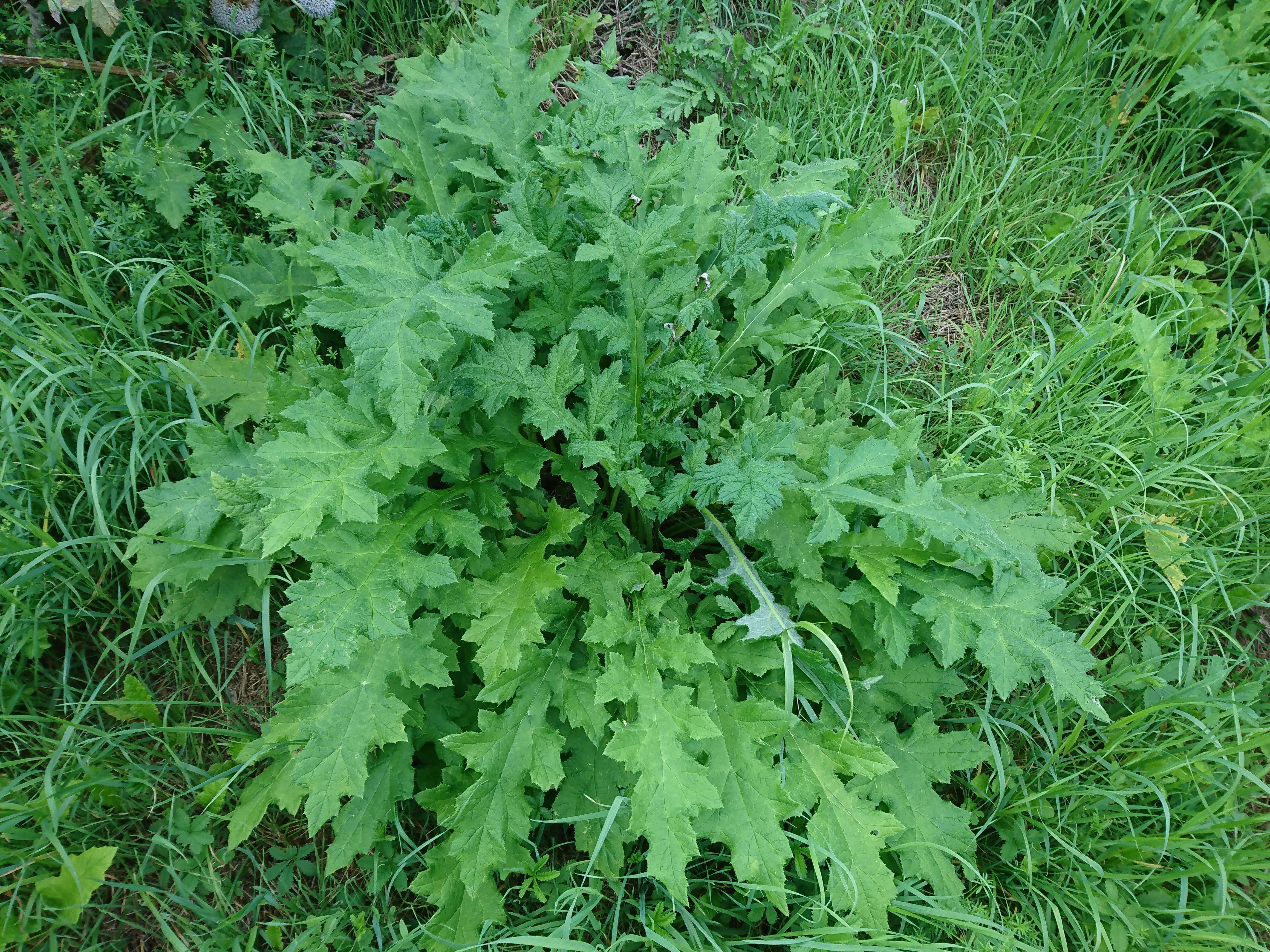 Image of tall globethistle