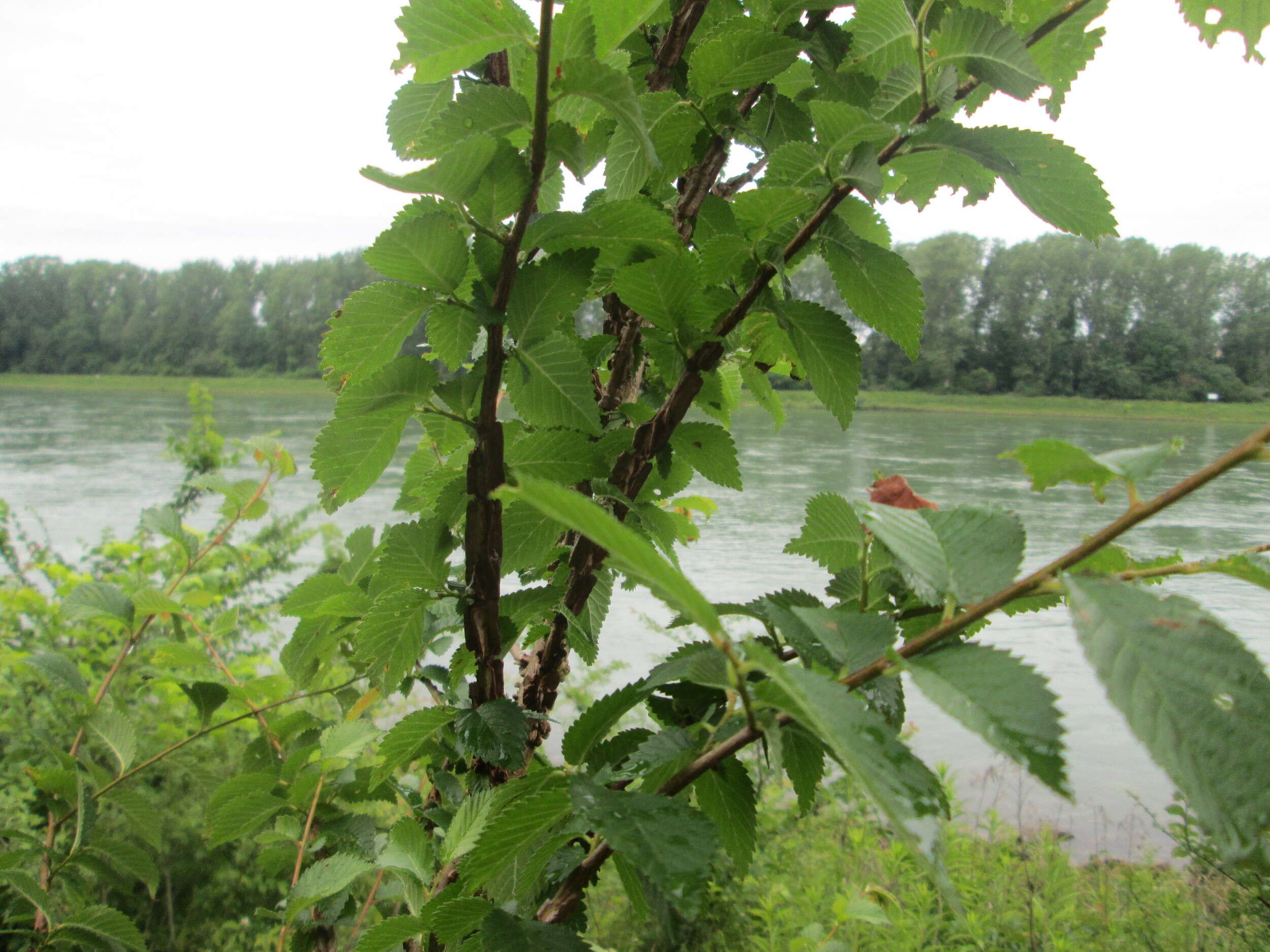 Image of Small-leaved Elm