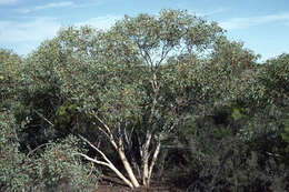 Plancia ëd Eucalyptus drummondii Benth.