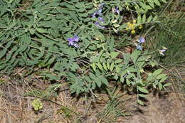 Image of fewflower pea