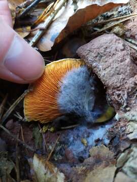 Image of Hygrophoropsis aurantiaca (Wulfen) Maire 1921