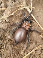 Image of Black tunnelweb