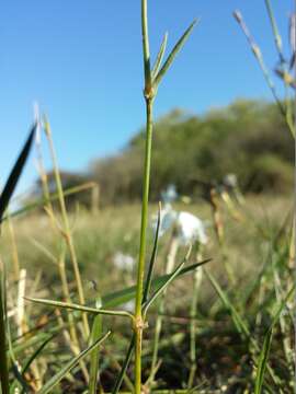 Image of Dianthus serotinus Waldst. & Kit.