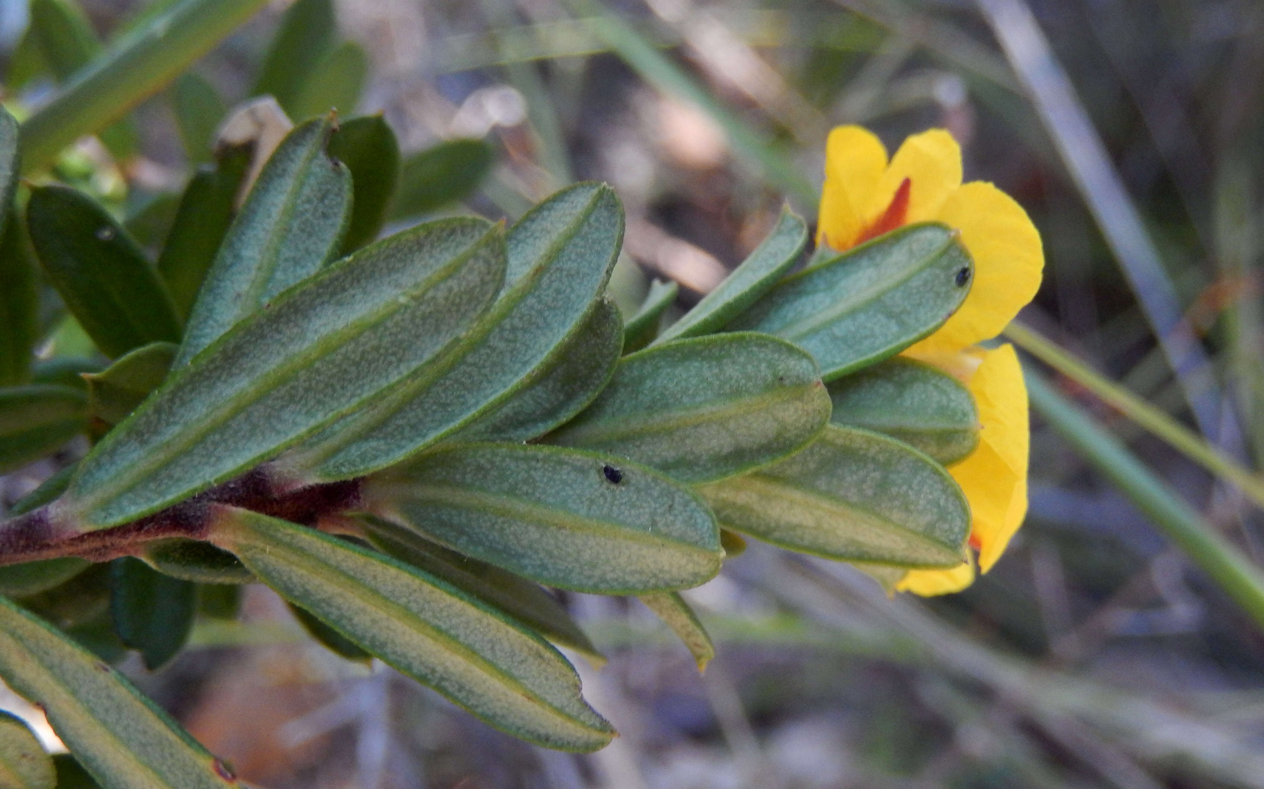 Image of Hibbertia bracteata (DC.) Benth.