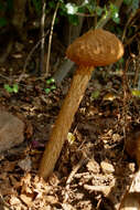 Image de Battarrea phalloides (Dicks.) Pers. 1801