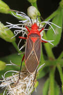 Image of Cotton Stainer