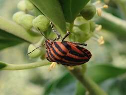 Image of <i>Graphosoma italicum</i>